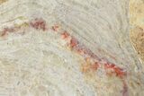 Polished Neoarchean Stromatolite Fossil - Western Australia #180040-1